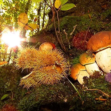 Piccolo